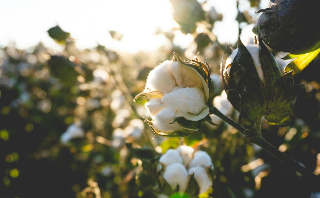 Egyptian Cotton Bed Sheets in Dubai: What to Know Before You Buy